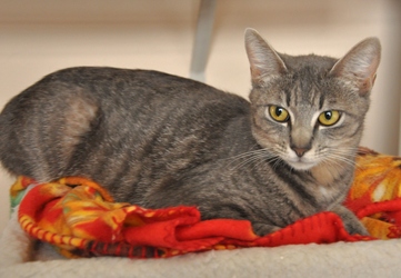 [picture of Giselle, a Domestic Short Hair gray tabby cat]