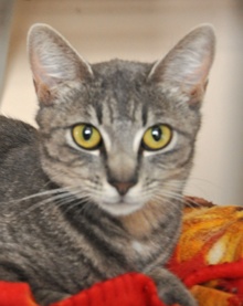 [picture of Giselle, a Domestic Short Hair gray tabby\ cat] 