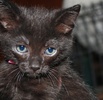 A picture of #NS04272: Mort a Domestic Short Hair black