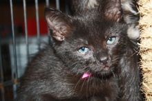 [another picture of Mort, a Domestic Short Hair black\ cat] 