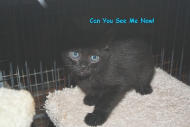 [picture of Mort, a Domestic Short Hair black cat]