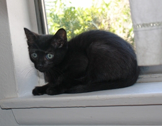 [picture of Mort, a Domestic Short Hair black cat]