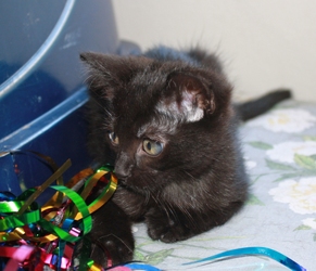 [picture of Mort, a Domestic Short Hair black cat]