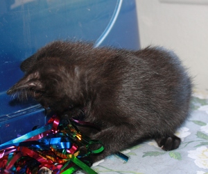 [picture of Mort, a Domestic Short Hair black cat]