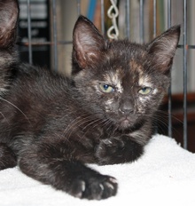 [another picture of Mary, a Domestic Short Hair tortoiseshell\ cat] 