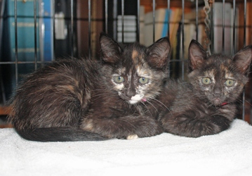 [picture of Mary, a Domestic Short Hair tortoiseshell cat]