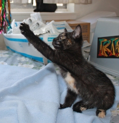 [picture of Mary, a Domestic Short Hair tortoiseshell cat]