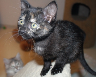 [picture of Mary, a Domestic Short Hair tortoiseshell cat]