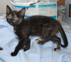 [picture of Mary, a Domestic Short Hair tortoiseshell cat]