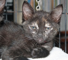 [picture of Mary, a Domestic Short Hair tortoiseshell\ cat] 
