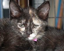 [another picture of Magdalena, a Domestic Short Hair tortoiseshell\ cat] 