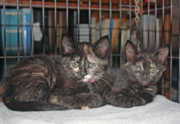 [picture of Magdalena, a Domestic Short Hair tortoiseshell cat]