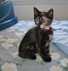 [picture of Magdalena, a Domestic Short Hair tortoiseshell cat]