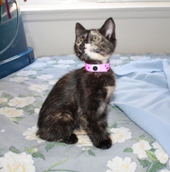 [picture of Magdalena, a Domestic Short Hair tortoiseshell cat]
