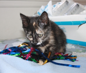 [picture of Magdalena, a Domestic Short Hair tortoiseshell cat]