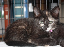 [picture of Magdalena, a Domestic Short Hair tortoiseshell\ cat] 