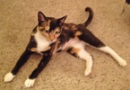 A picture of #NS04275: Shirley Partridge a Domestic Short Hair tortoiseshell/white