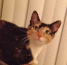 [another picture of Shirley Partridge, a Domestic Short Hair tortoiseshell/white\ cat] 