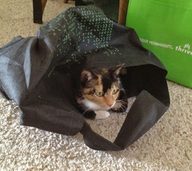 [picture of Shirley Partridge, a Domestic Short Hair tortoiseshell/white cat]