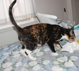[picture of Shirley Partridge, a Domestic Short Hair tortoiseshell/white cat]