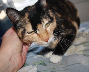 [picture of Shirley Partridge, a Domestic Short Hair tortoiseshell/white cat]