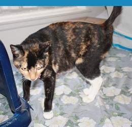 [picture of Shirley Partridge, a Domestic Short Hair tortoiseshell/white cat]