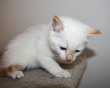 [another picture of Keith, a Siamese/Domestic Short Hair-x flamepoint\ cat] 