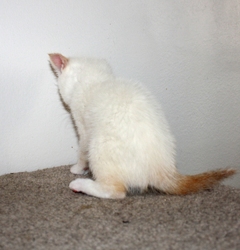 [picture of Keith, a Siamese/Domestic Short Hair-x flamepoint cat]