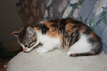 [another picture of Laurie, a Domestic Short Hair calico tabby\ cat] 