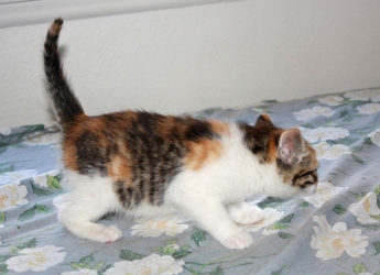 [picture of Laurie, a Domestic Short Hair calico tabby cat]