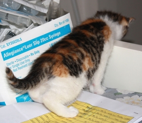 [picture of Laurie, a Domestic Short Hair calico tabby cat]