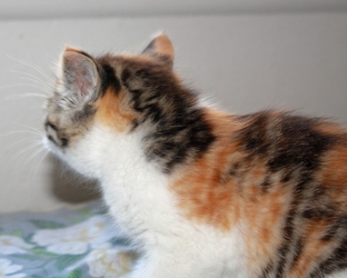 [picture of Laurie, a Domestic Short Hair calico tabby cat]