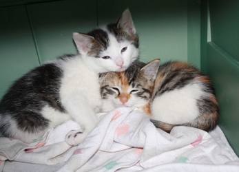 [picture of Laurie, a Domestic Short Hair calico tabby cat]