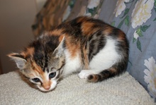 [picture of Laurie, a Domestic Short Hair calico tabby\ cat] 