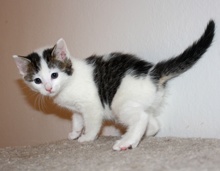 [another picture of Tracey, a Domestic Short Hair white/tabby\ cat] 