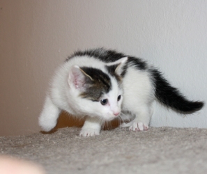 [picture of Tracey, a Domestic Short Hair white/tabby cat]