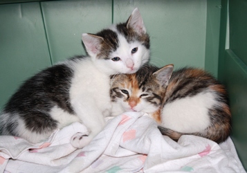 [picture of Tracey, a Domestic Short Hair white/tabby cat]