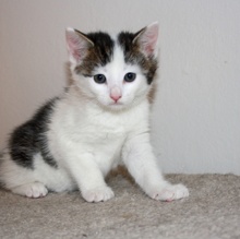 [picture of Tracey, a Domestic Short Hair white/tabby\ cat] 