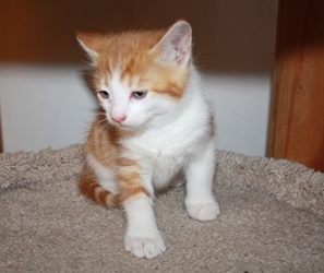 [picture of Danny, a Domestic Short Hair orange tabby/white cat]