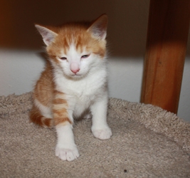 [picture of Danny, a Domestic Short Hair orange tabby/white cat]