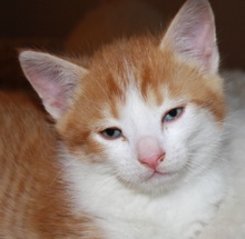 [picture of Danny, a Domestic Short Hair orange tabby/white\ cat] 