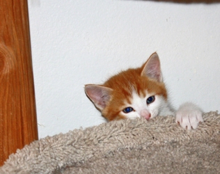 [picture of Chris, a Domestic Short Hair orange tabby/white cat]