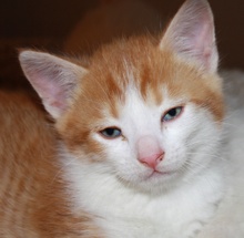 [picture of Chris, a Domestic Short Hair orange tabby/white\ cat] 