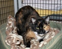 A picture of #NS04281: Boots a Domestic Short Hair calico
