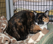 [another picture of Boots, a Domestic Short Hair calico\ cat] 