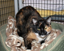 [picture of Boots, a Domestic Short Hair calico\ cat] 