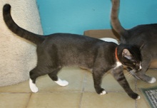 [another picture of Billy, a Domestic Short Hair black/white\ cat] 