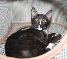 [picture of Billy, a Domestic Short Hair black/white cat]