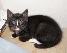 [picture of Billy, a Domestic Short Hair black/white cat]