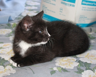 [picture of Billy, a Domestic Short Hair black/white cat]